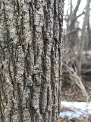 Fraxinus nigra