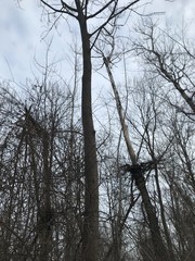 Fraxinus nigra
