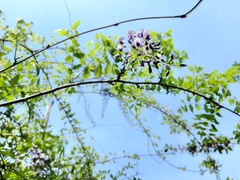 Wisteria brachybotrys