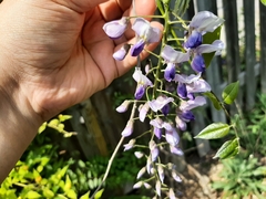 Wisteria brachybotrys