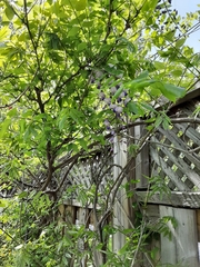 Wisteria brachybotrys