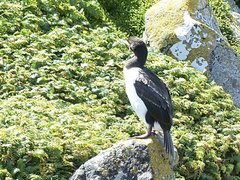 Leucocarbo campbelli