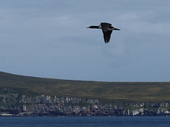 Leucocarbo campbelli