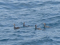 Leucocarbo campbelli