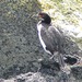 Campbell Island Shag - Photo (c) John B, some rights reserved (CC BY-NC), uploaded by John B