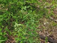 Lithospermum subsetosum
