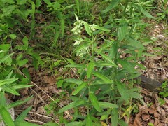Lithospermum subsetosum
