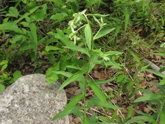 Lithospermum subsetosum