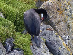 Leucocarbo campbelli