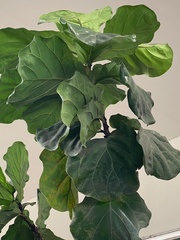 Magnoliopsida