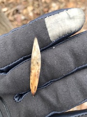Fraxinus nigra