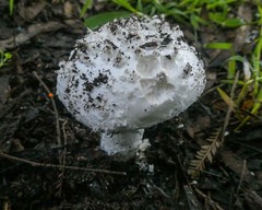 Amanita ochrophylloides