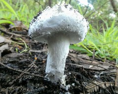 Amanita ochrophylloides