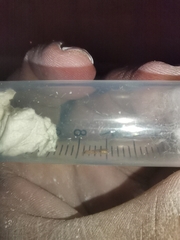 Pseudomyrmex pallidus