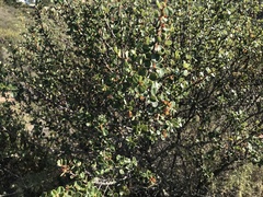 Ceanothus verrucosus