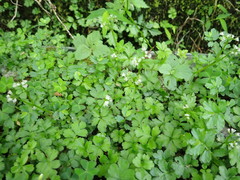 Sanicula petagnioides