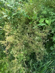 Phyllocoptes fructiphilus