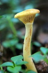 Austropaxillus statuum