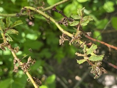 Phyllocoptes fructiphilus