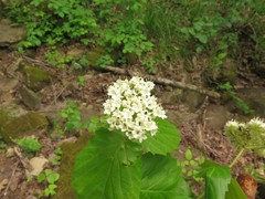 Viburnum molle