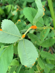 Phragmidium mucronatum