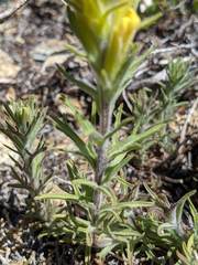 Castilleja arachnoidea