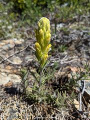 Castilleja arachnoidea