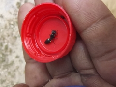 Cephalotes multispinosus