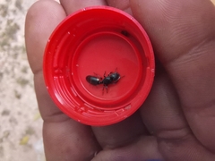 Cephalotes multispinosus