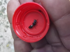 Cephalotes multispinosus