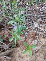 Dyschoriste linearis