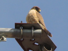 Rupornis magnirostris