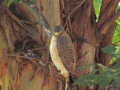 Rupornis magnirostris