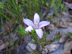 Philotheca salsolifolia