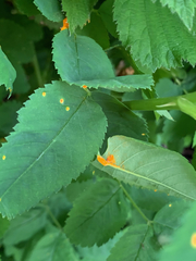 Phragmidium mucronatum