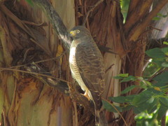 Rupornis magnirostris