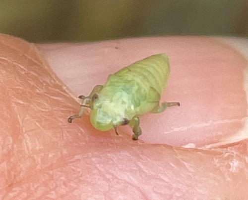 Meadow Spittlebug photo 5