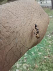 Odontomachus yucatecus