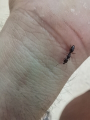 Odontomachus yucatecus