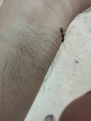 Odontomachus yucatecus