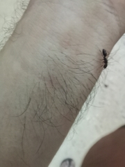 Odontomachus yucatecus