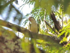 Myiopsitta monachus