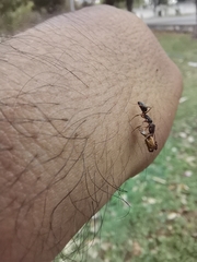 Odontomachus yucatecus