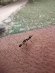 Odontomachus yucatecus