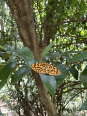 Epobeidia tigrata tigrata