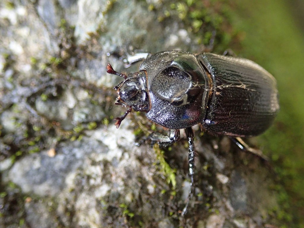 Rhinoceros Beetles From Yilan, Taiwan, Taiwan On May 4, 2021 At 01:45 