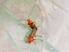 Cantharis soeulensis