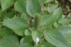 Acalypha alopecuroidea