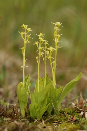 yellow widelip orchid (Liparis loeselii)
