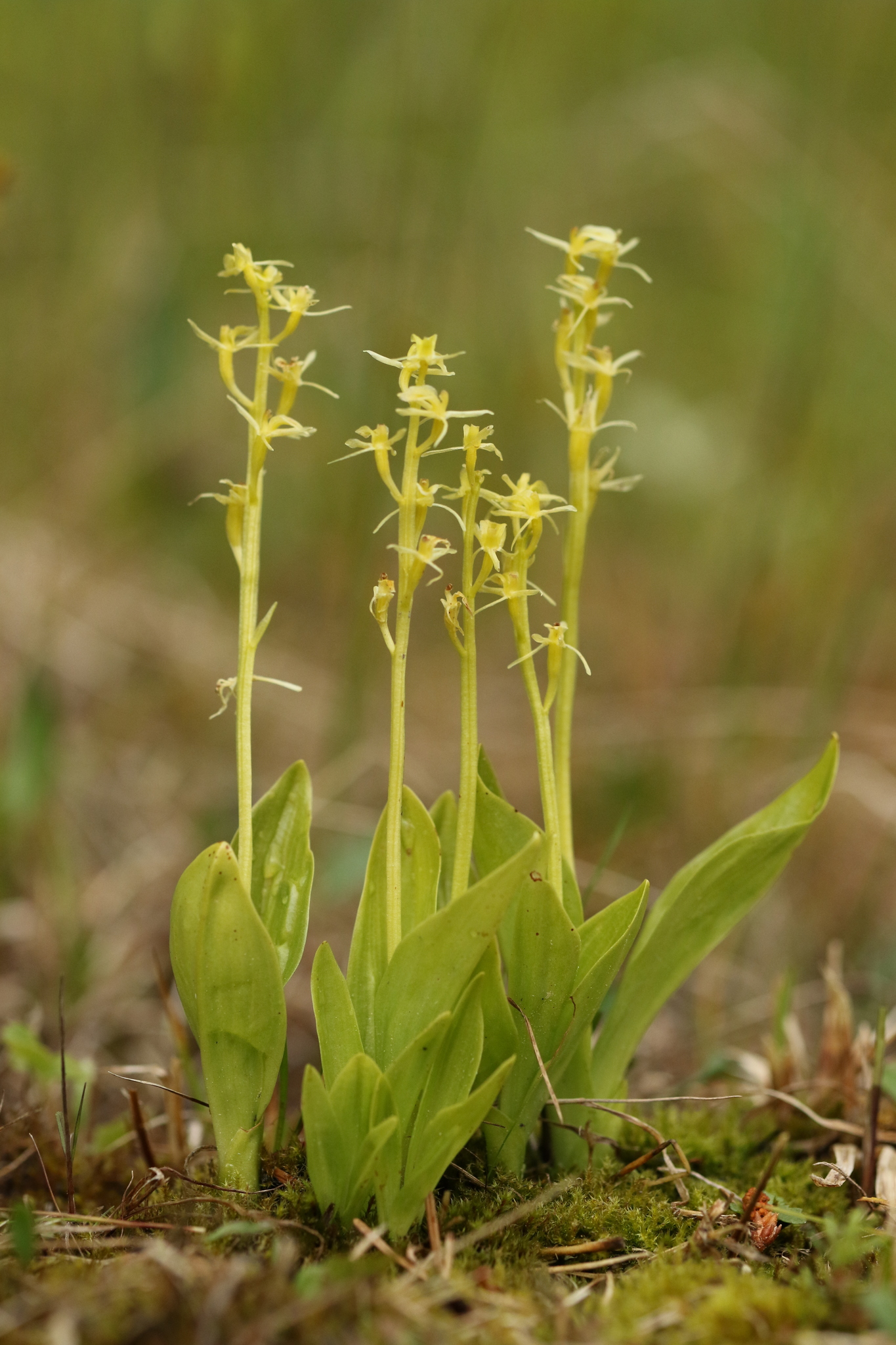 Liparis loeselii
